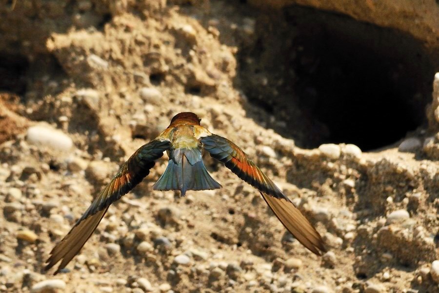 il Lato B delle STAR